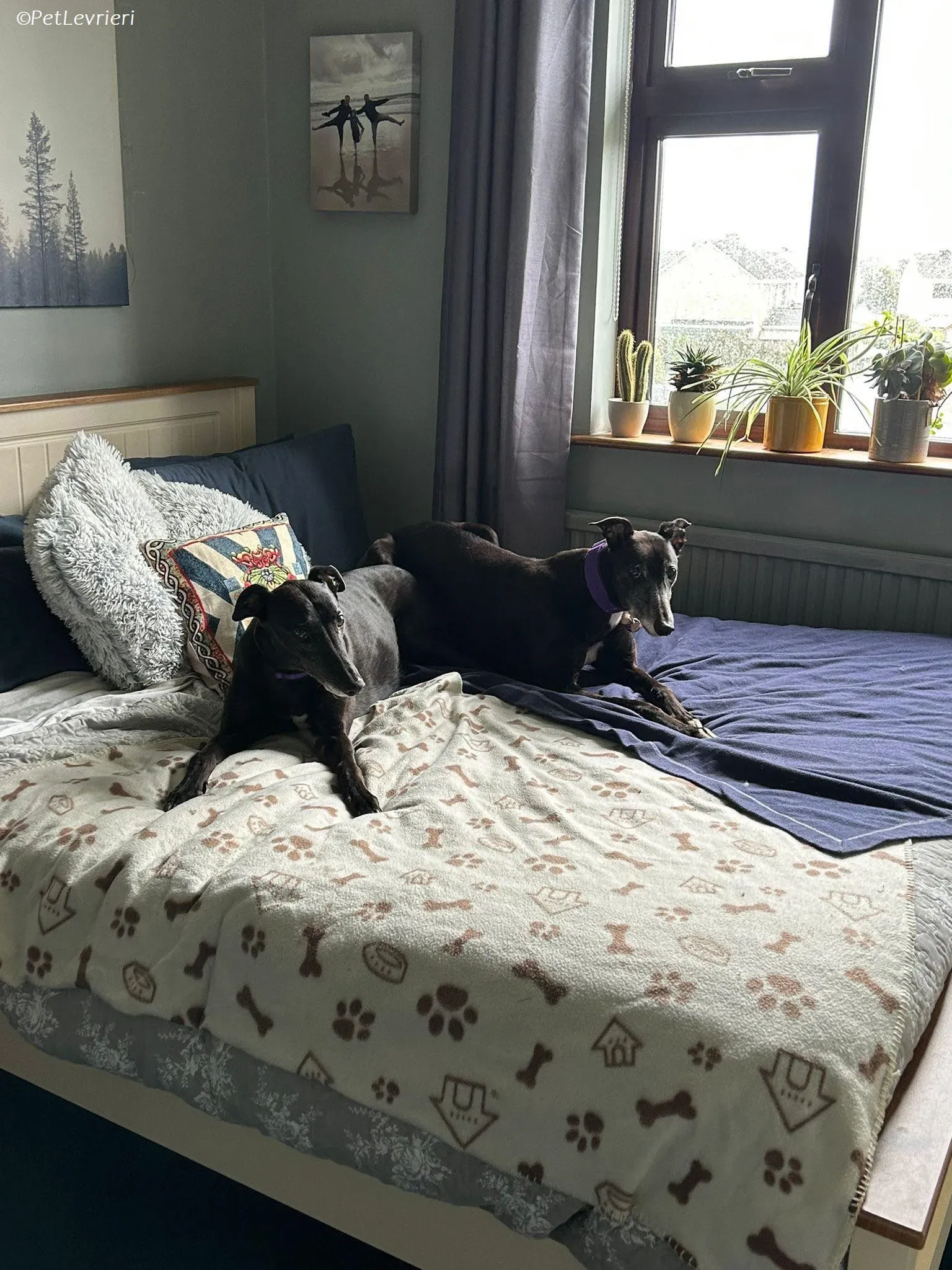 Maeve adozione levrieri greyhound 12