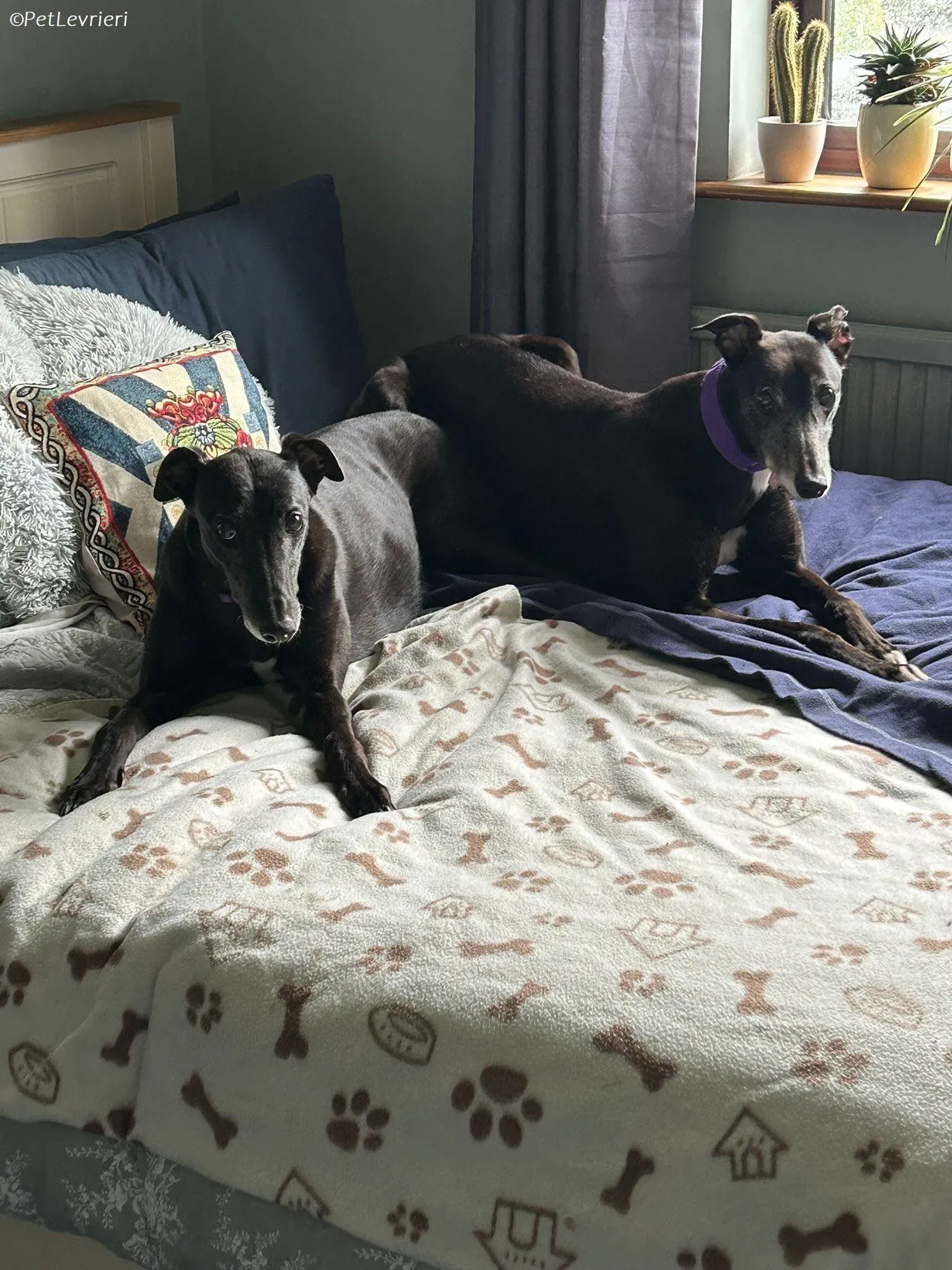 Maeve adozione levrieri greyhound 13