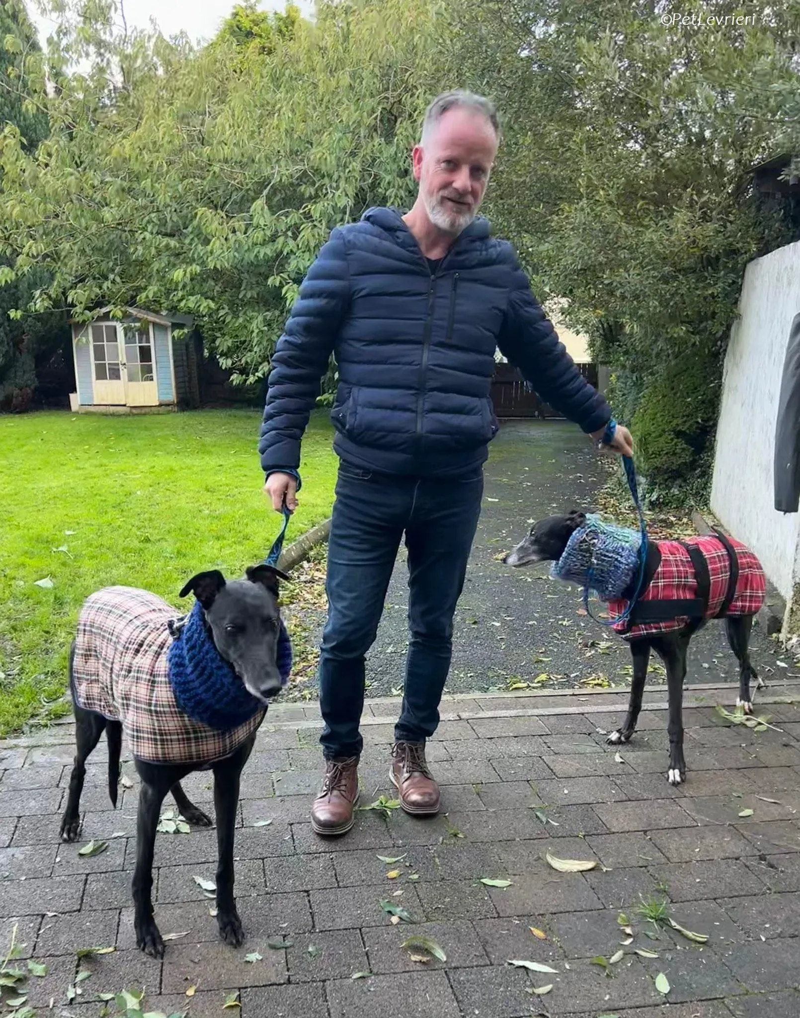 Maeve adozione levrieri greyhound 14