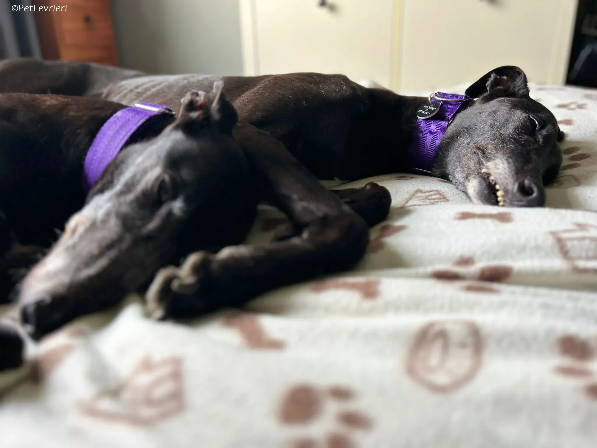 Maeve adozione levrieri greyhound 15