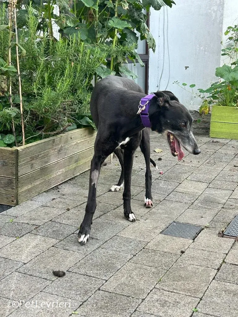 Maeve adozione levrieri greyhound 2