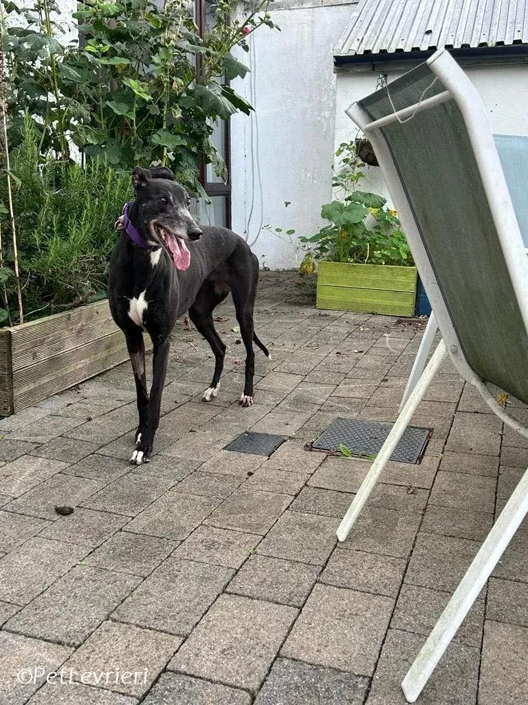 Maeve adozione levrieri greyhound 3