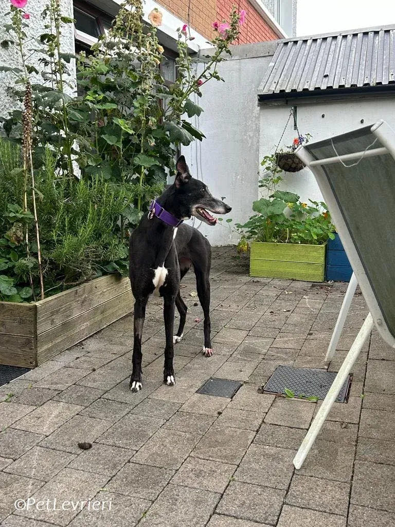 Maeve adozione levrieri greyhound 4