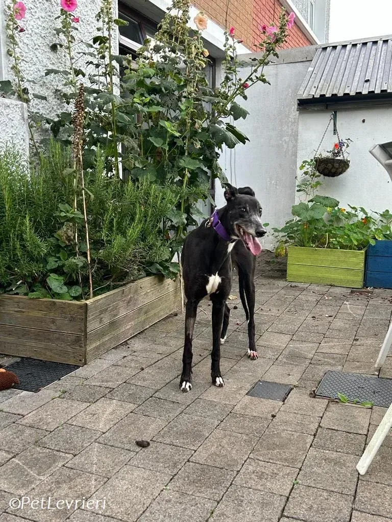 Maeve adozione levrieri greyhound 5
