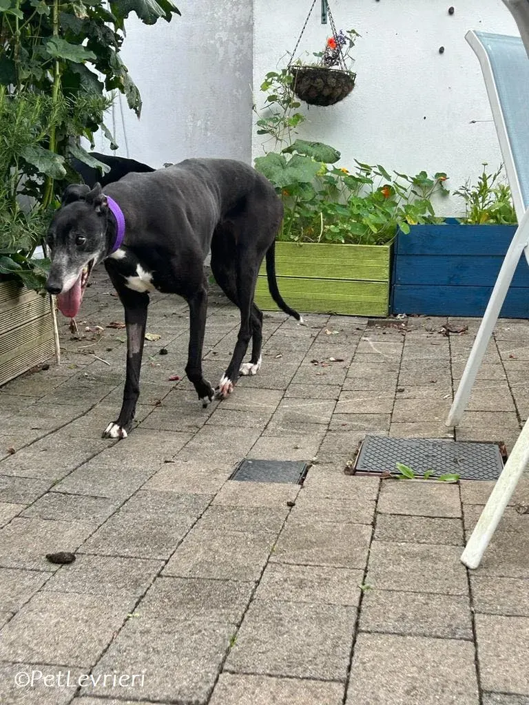 Maeve adozione levrieri greyhound 6