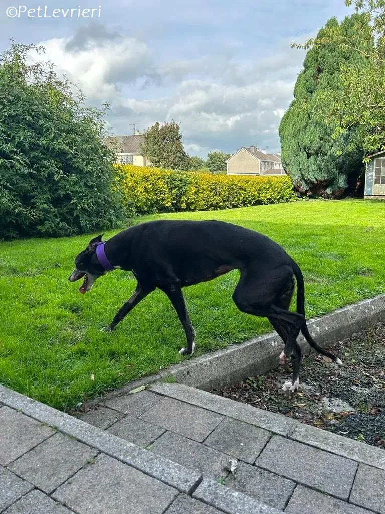 Maeve adozione levrieri greyhound 7