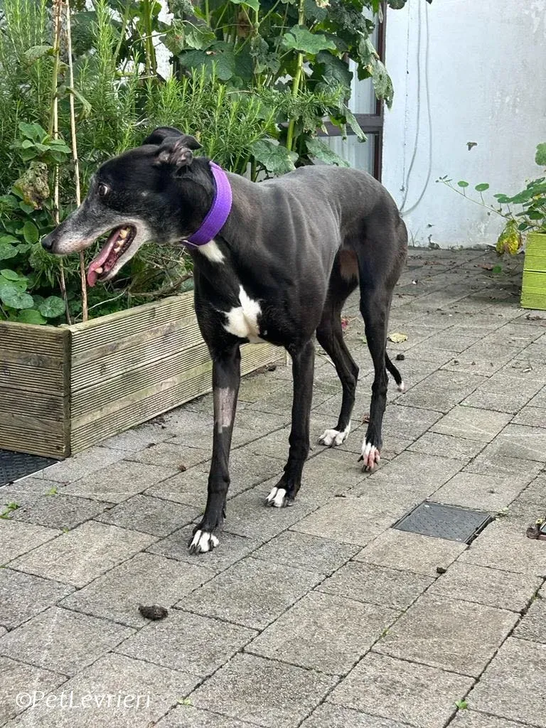 Maeve adozione levrieri greyhound 8
