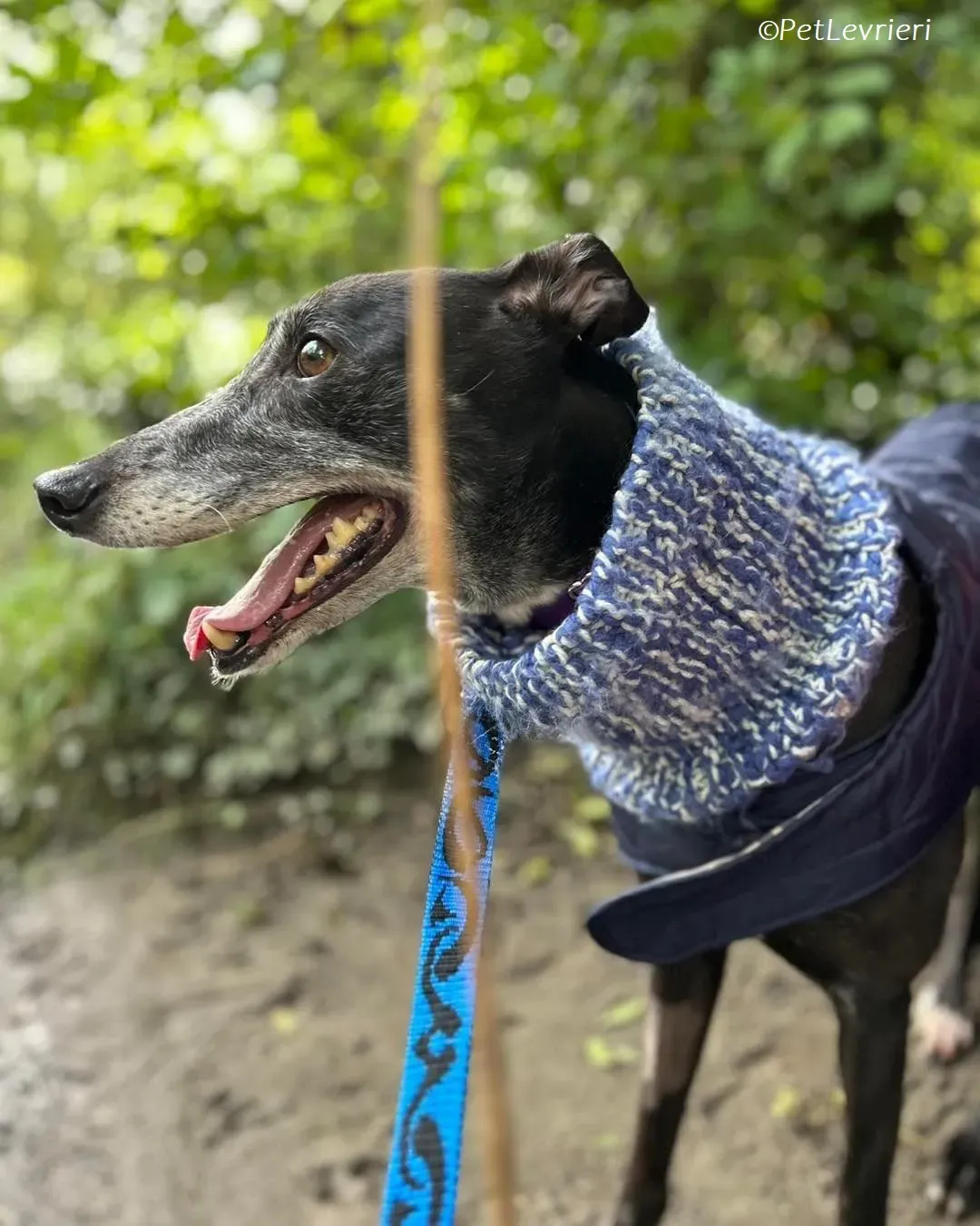 Maeve adozione levrieri greyhound 9