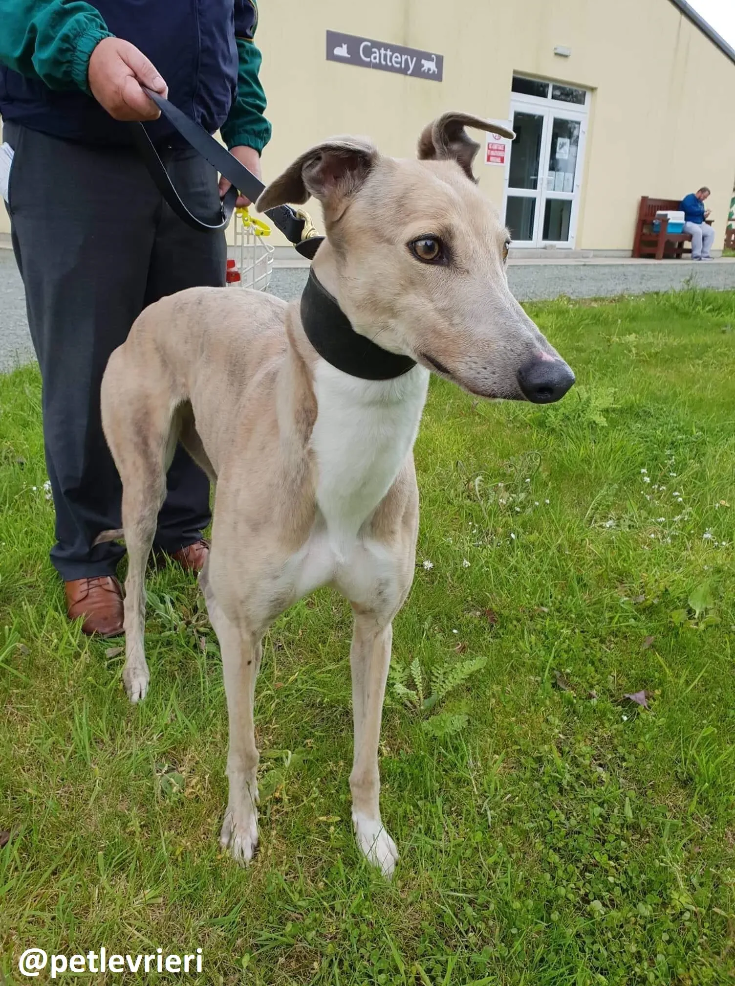 Magic adozione greyhound 11