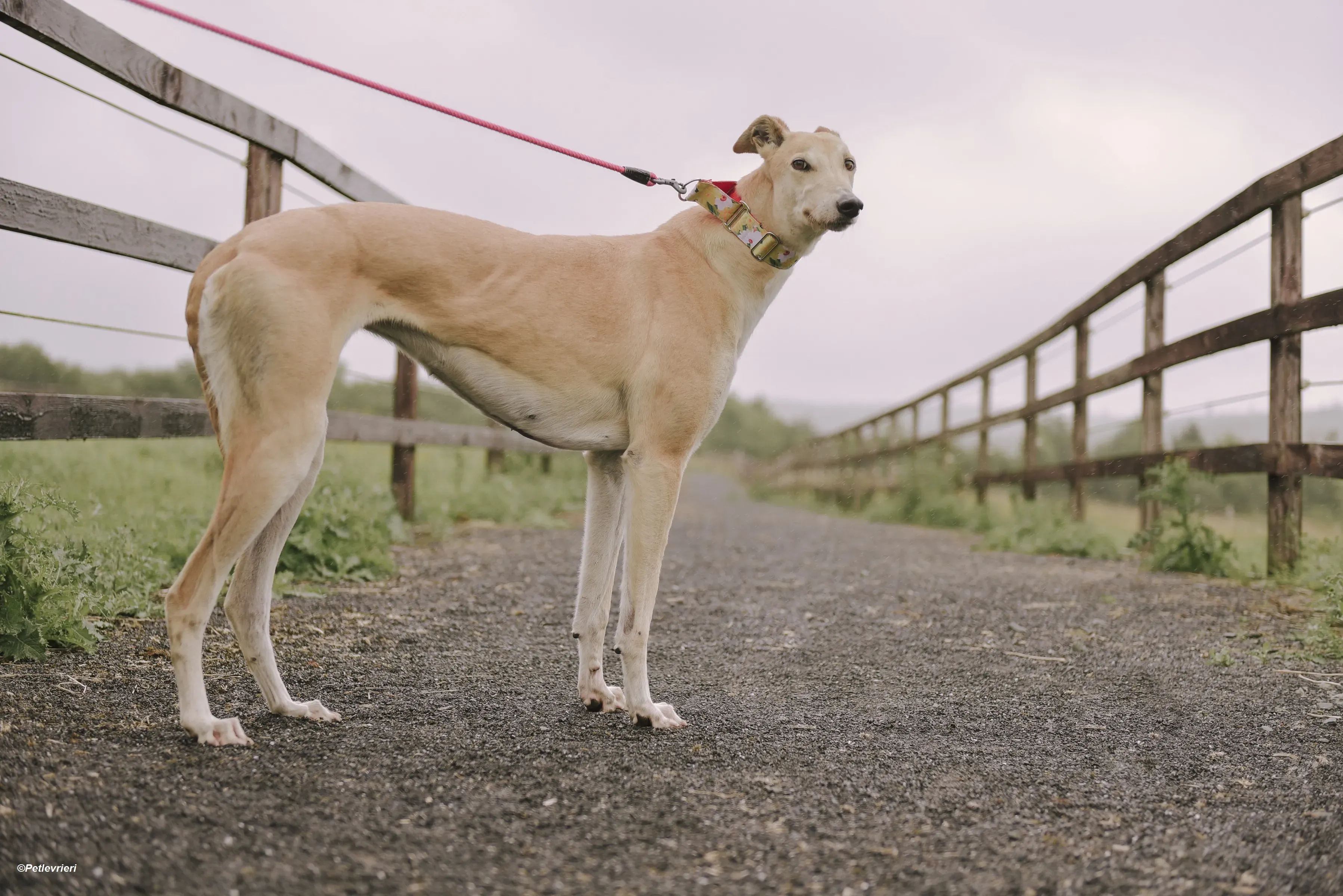 Magic adozione levrieri greyhound 10