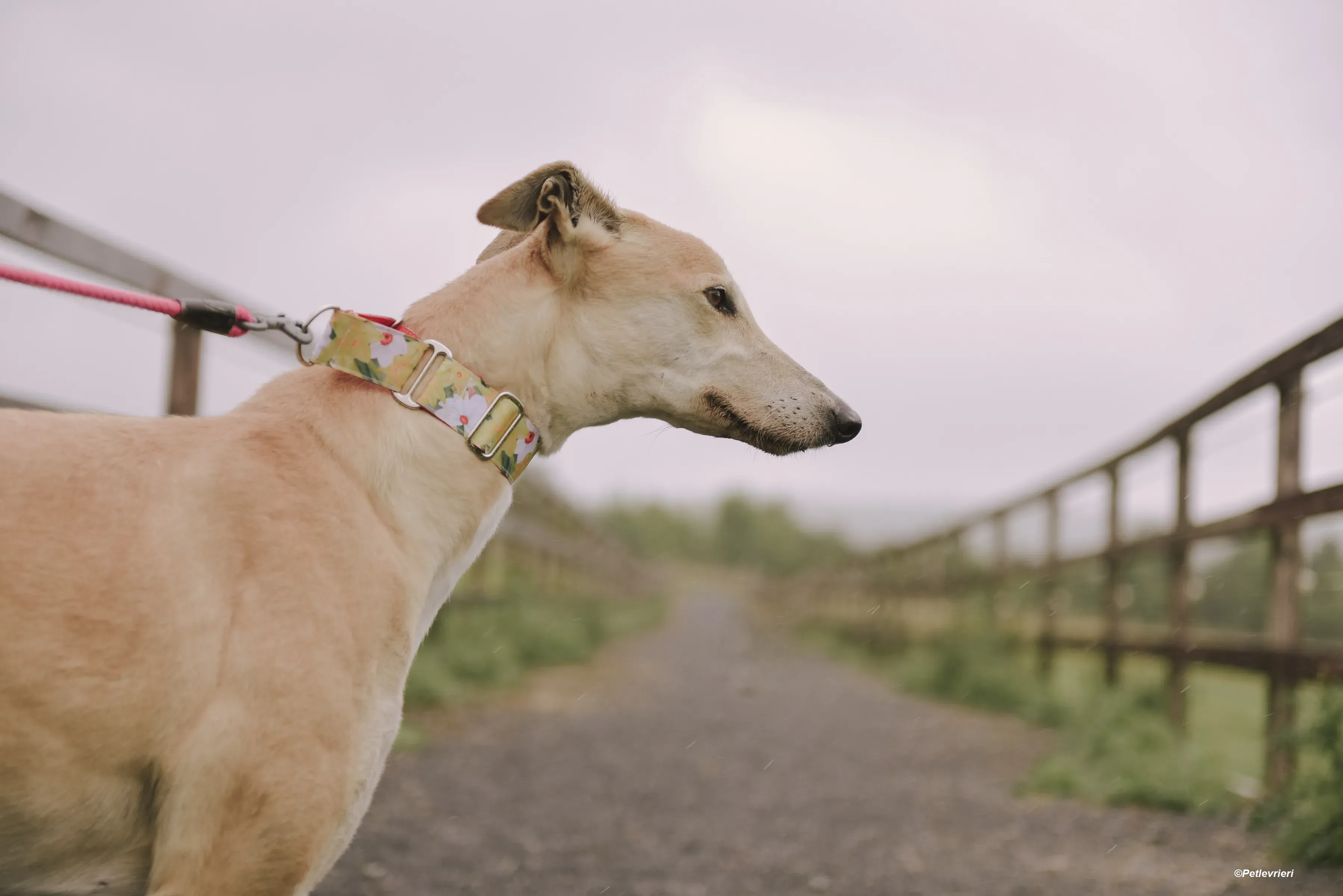 Magic adozione levrieri greyhound 11