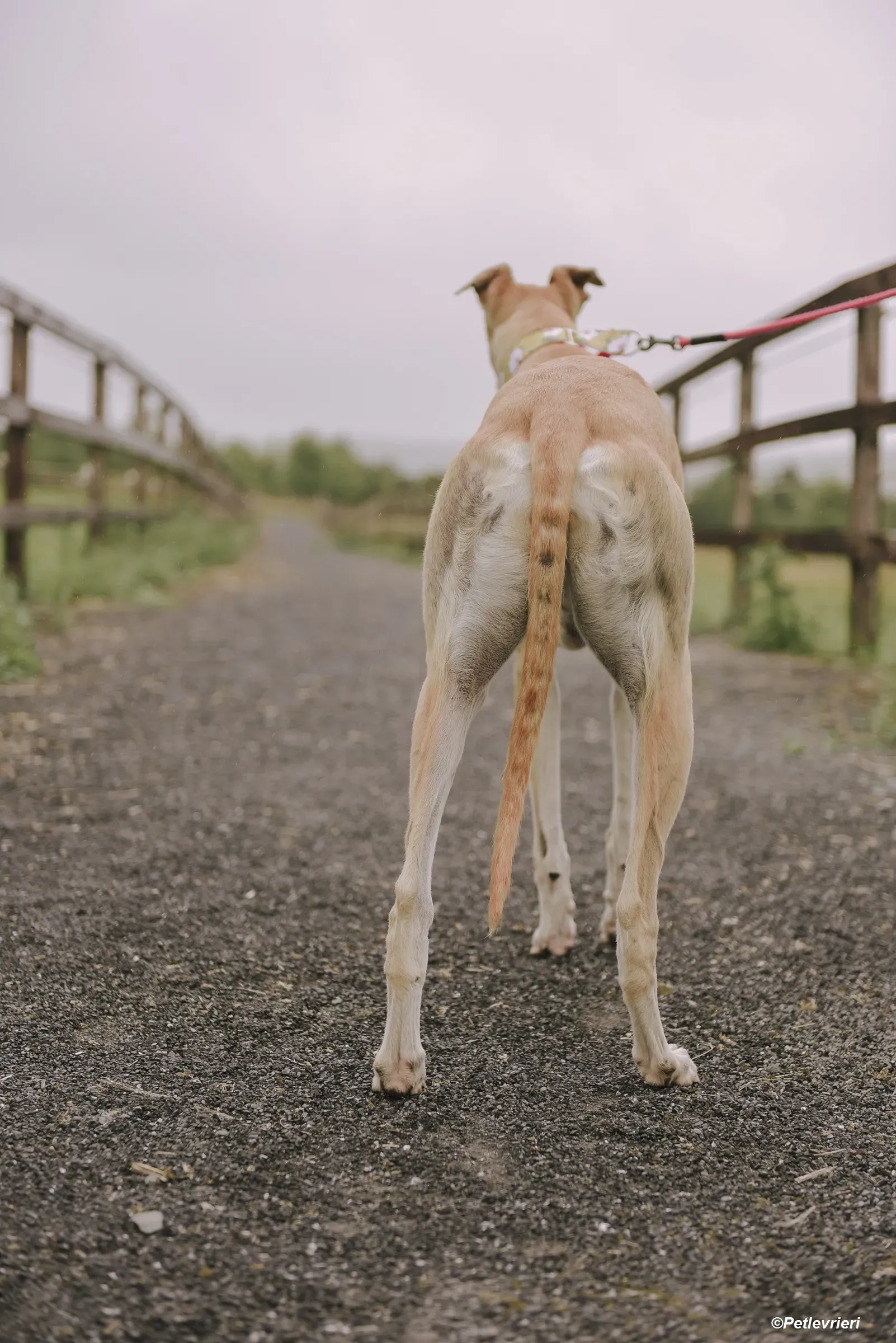 Magic adozione levrieri greyhound 5