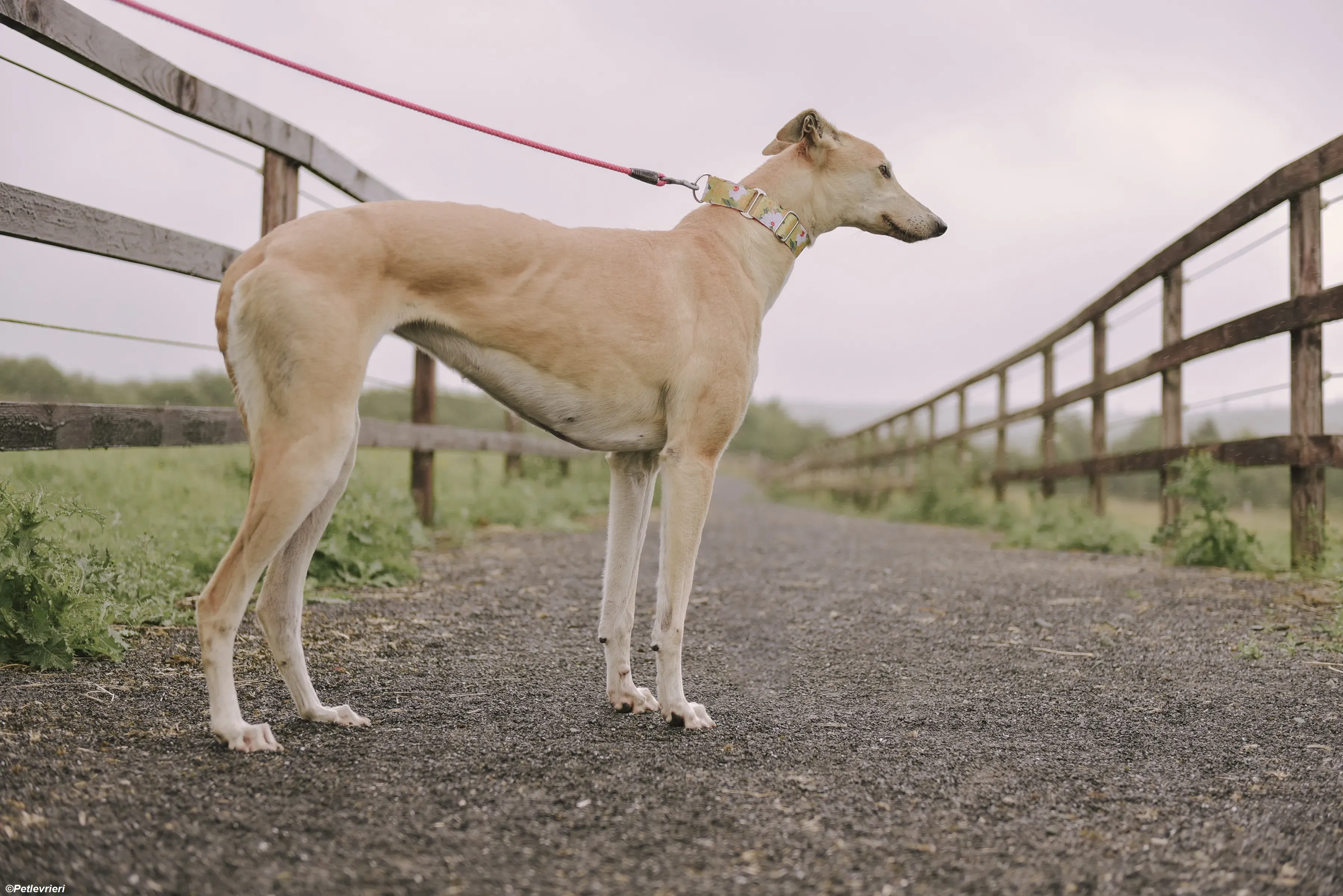 Magic adozione levrieri greyhound 7