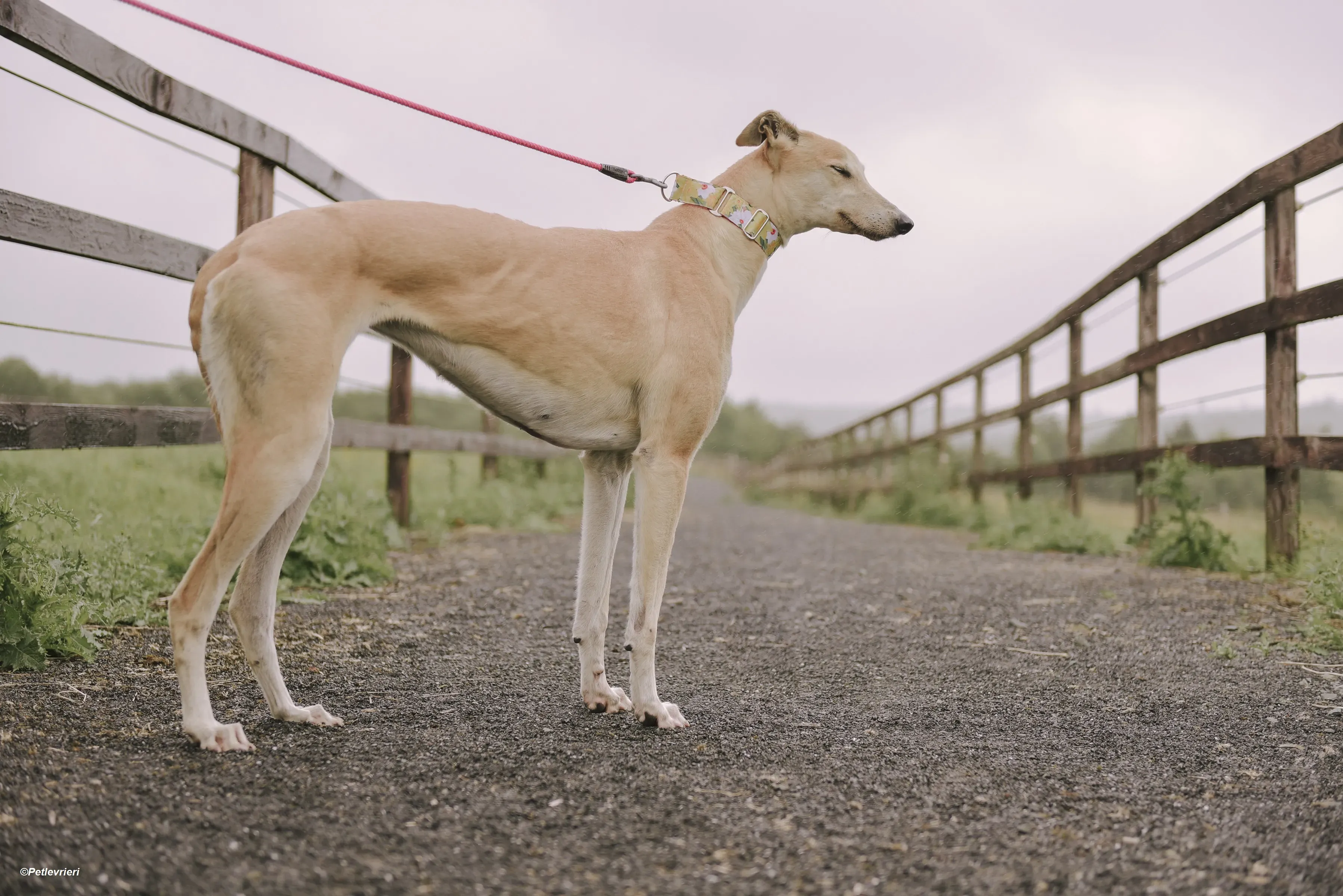 Magic adozione levrieri greyhound 8