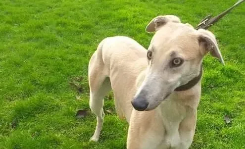 Magic adozione levrieri greyhound 2 e1610822262137