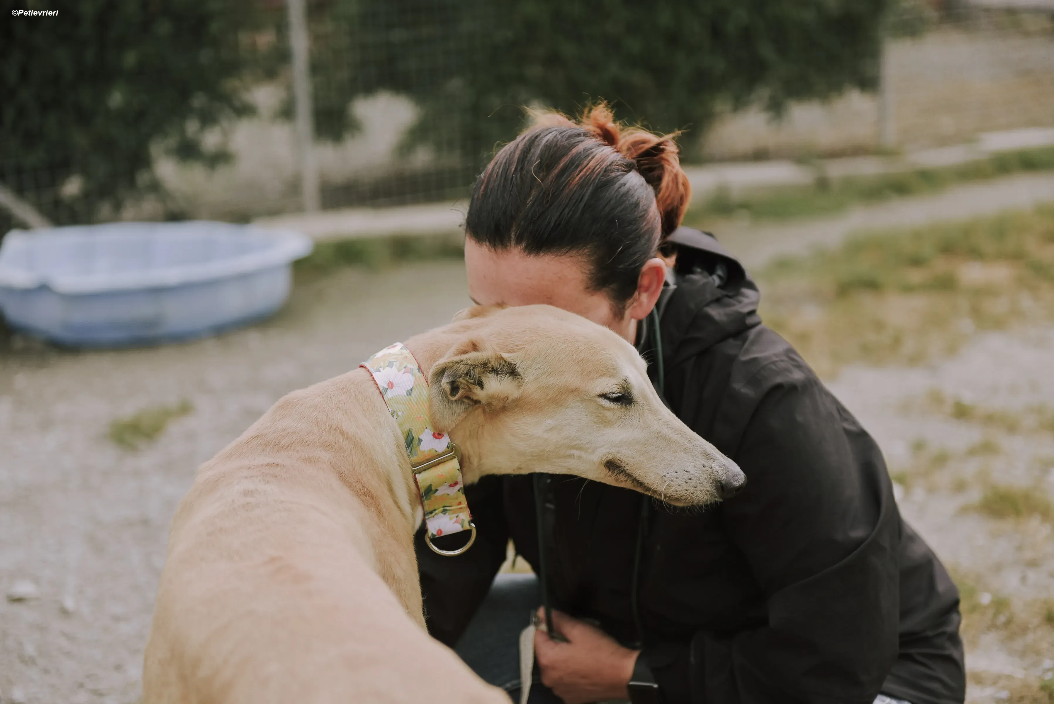 Magic adozione levrieri greyhound 1