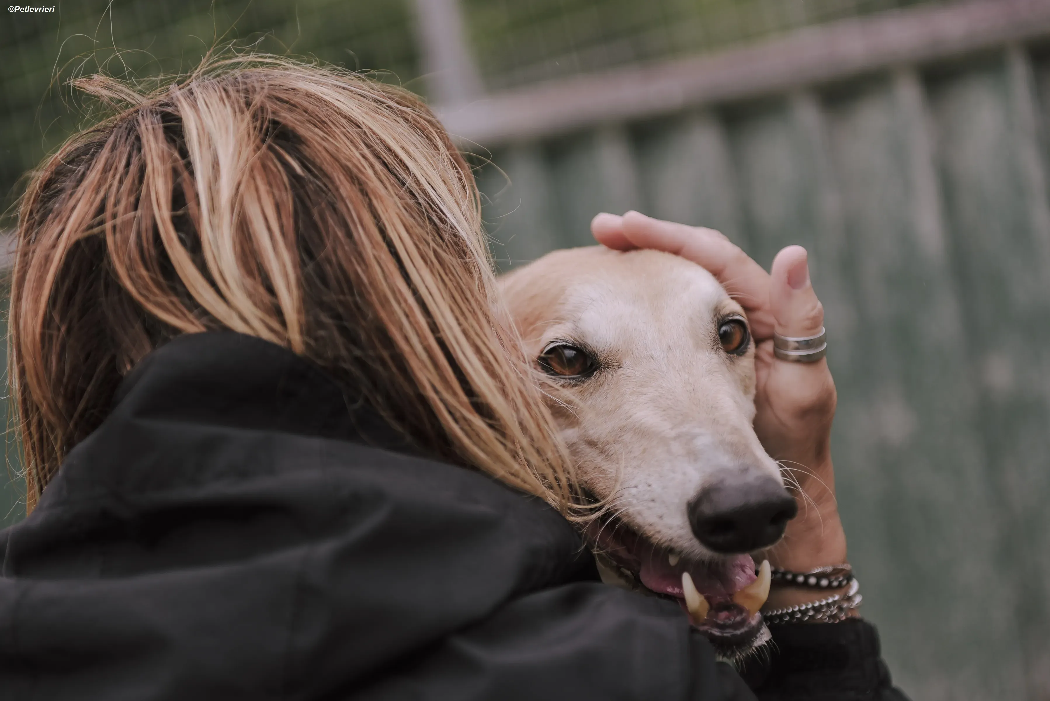 Magic adozione levrieri greyhound 2