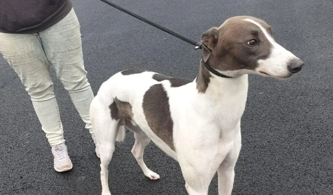 Magic adozione levrieri greyhound 5 e1633201474491
