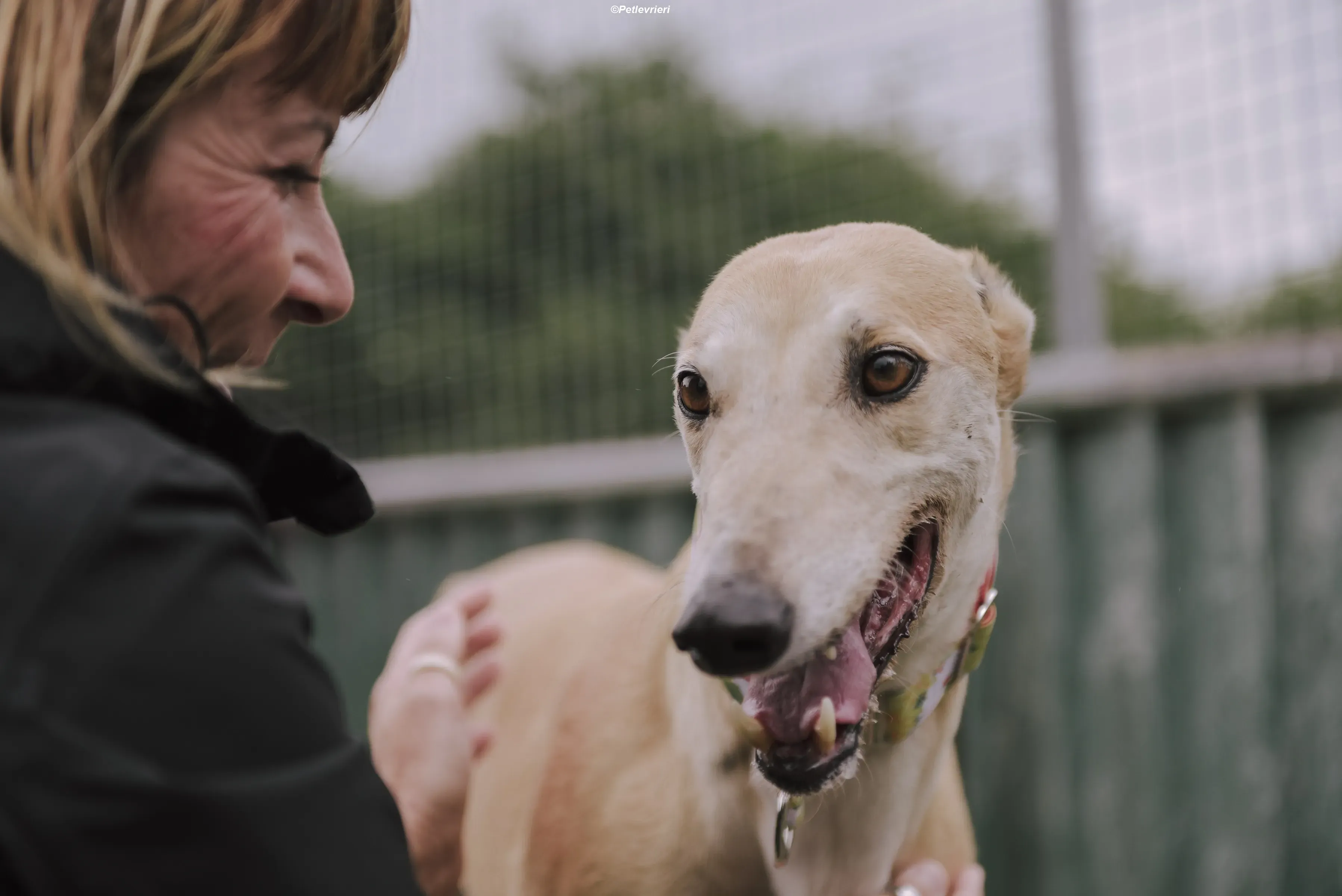 Magic adozione levrieri greyhound 3