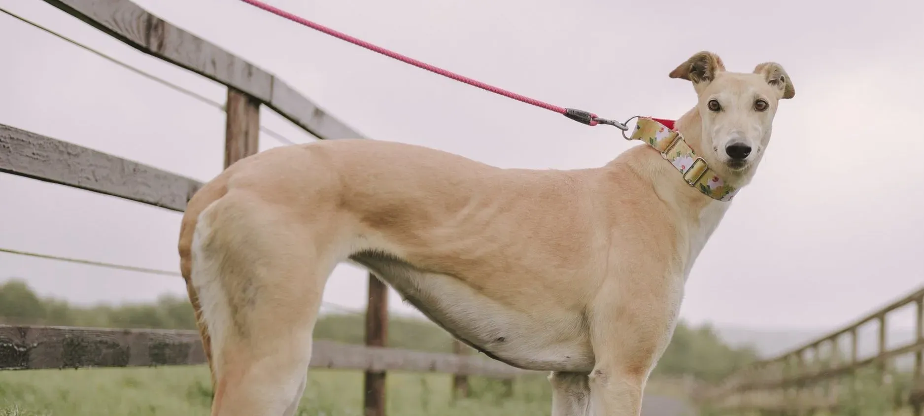 Magic adozione levrieri greyhound 6 scaled e1658693379401