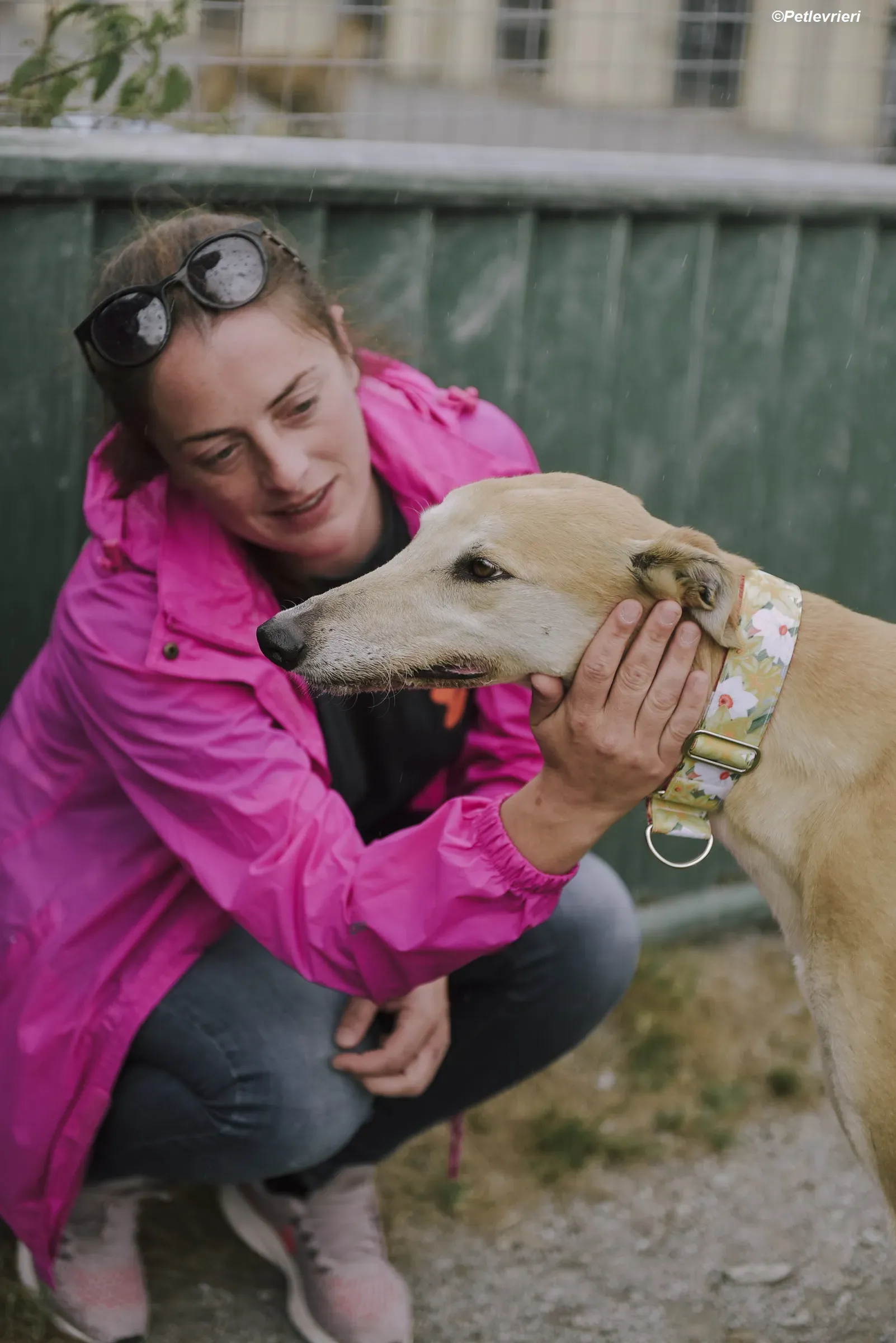 Magic adozione levrieri greyhound 4