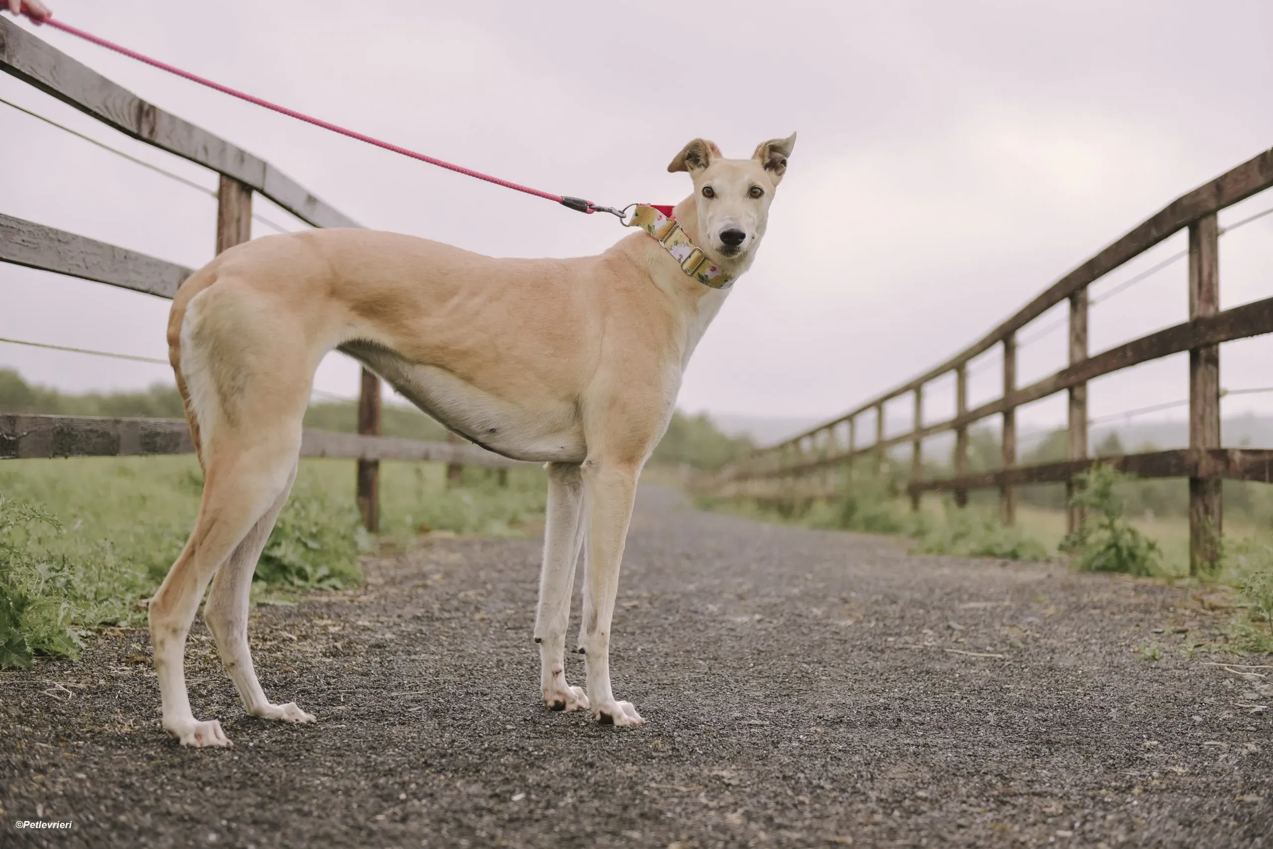 Magic adozione levrieri greyhound 9 scaled