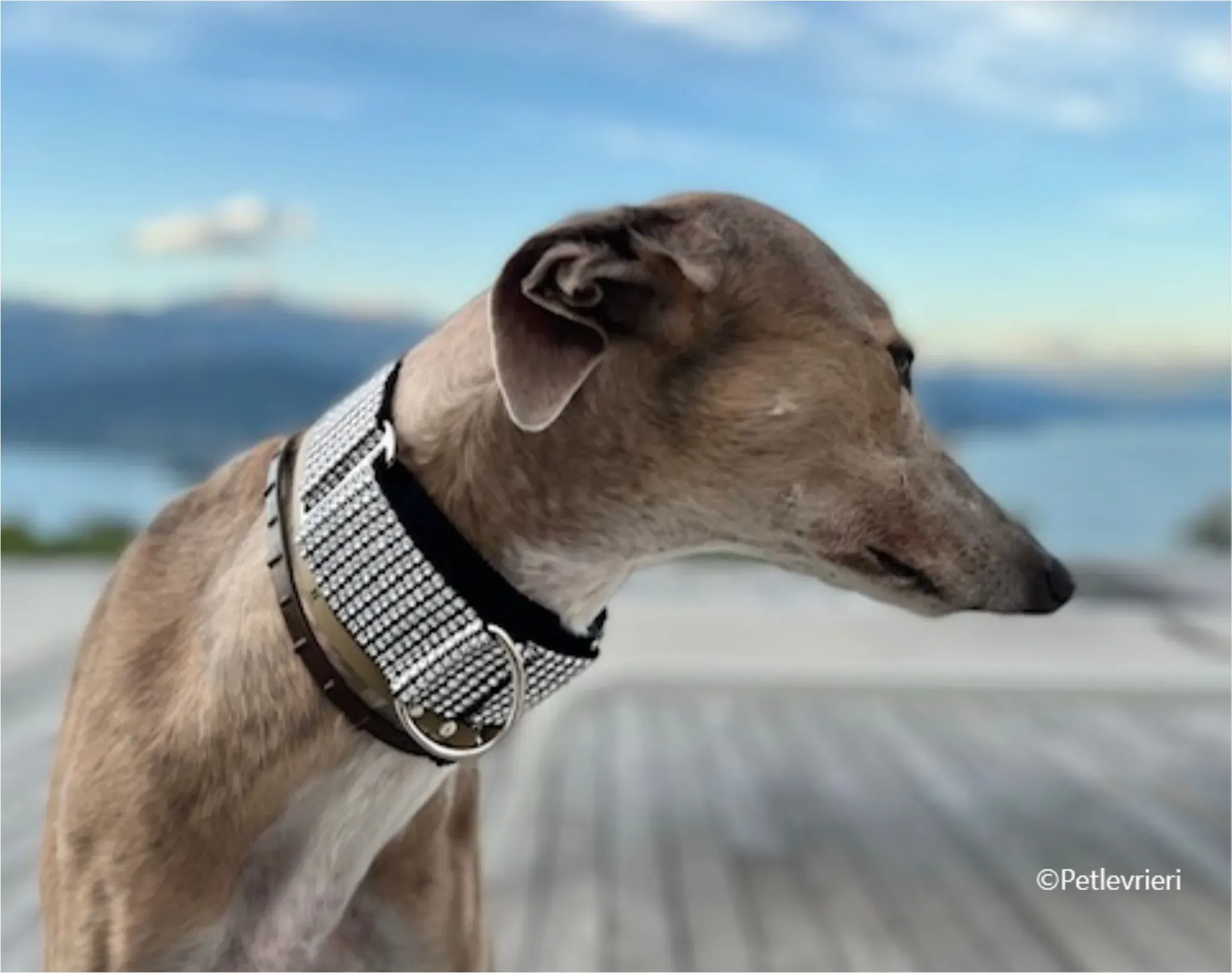 Magica greyhound pet levrieri felici casa