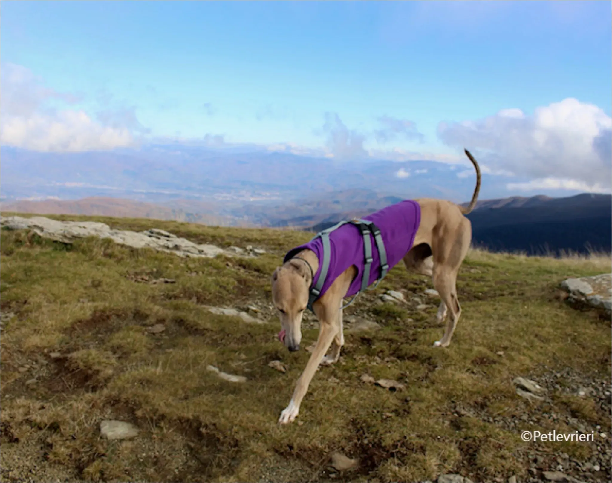 Magica greyhound pet levrieri felici casa1