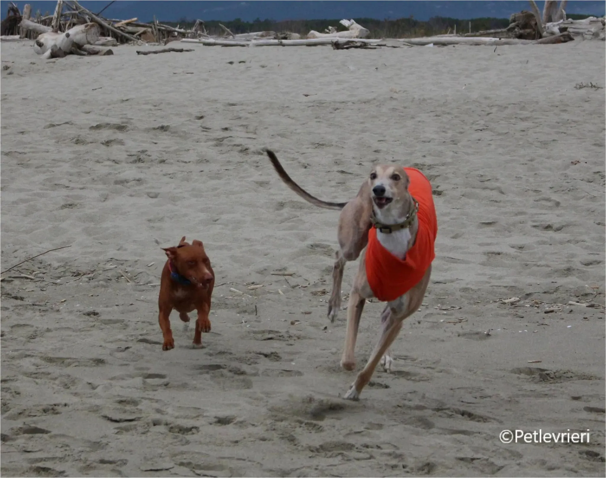 Magica greyhound pet levrieri felici casa5