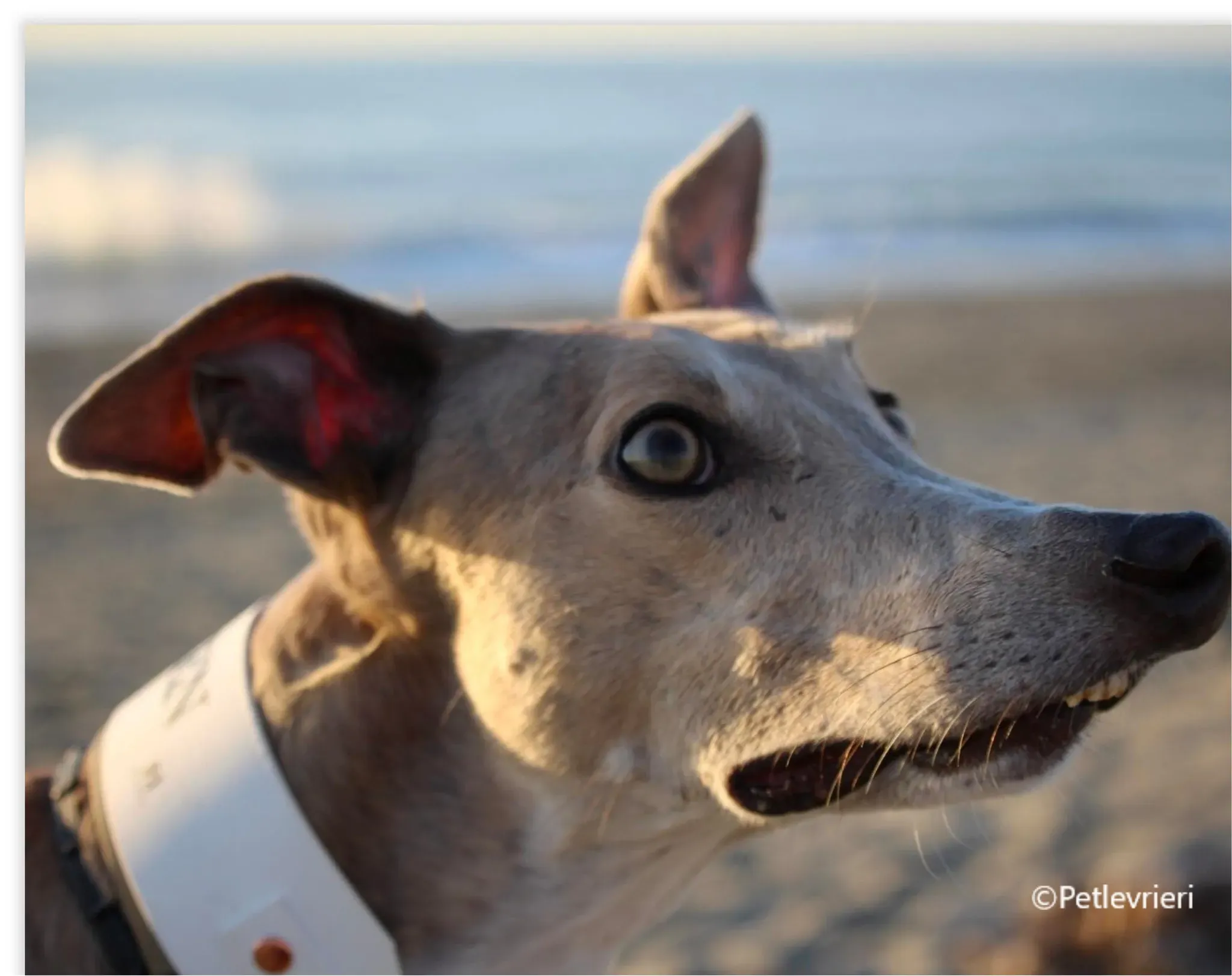 Magica greyhound pet levrieri felici casa6