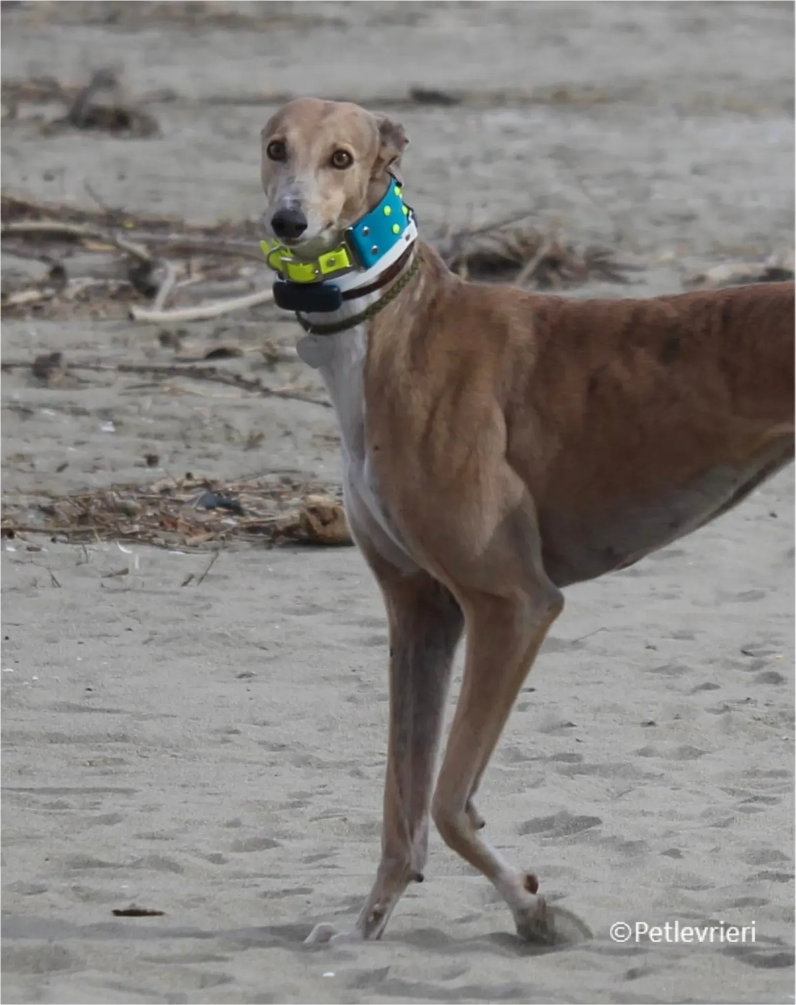 Magica greyhound pet levrieri felici casa7