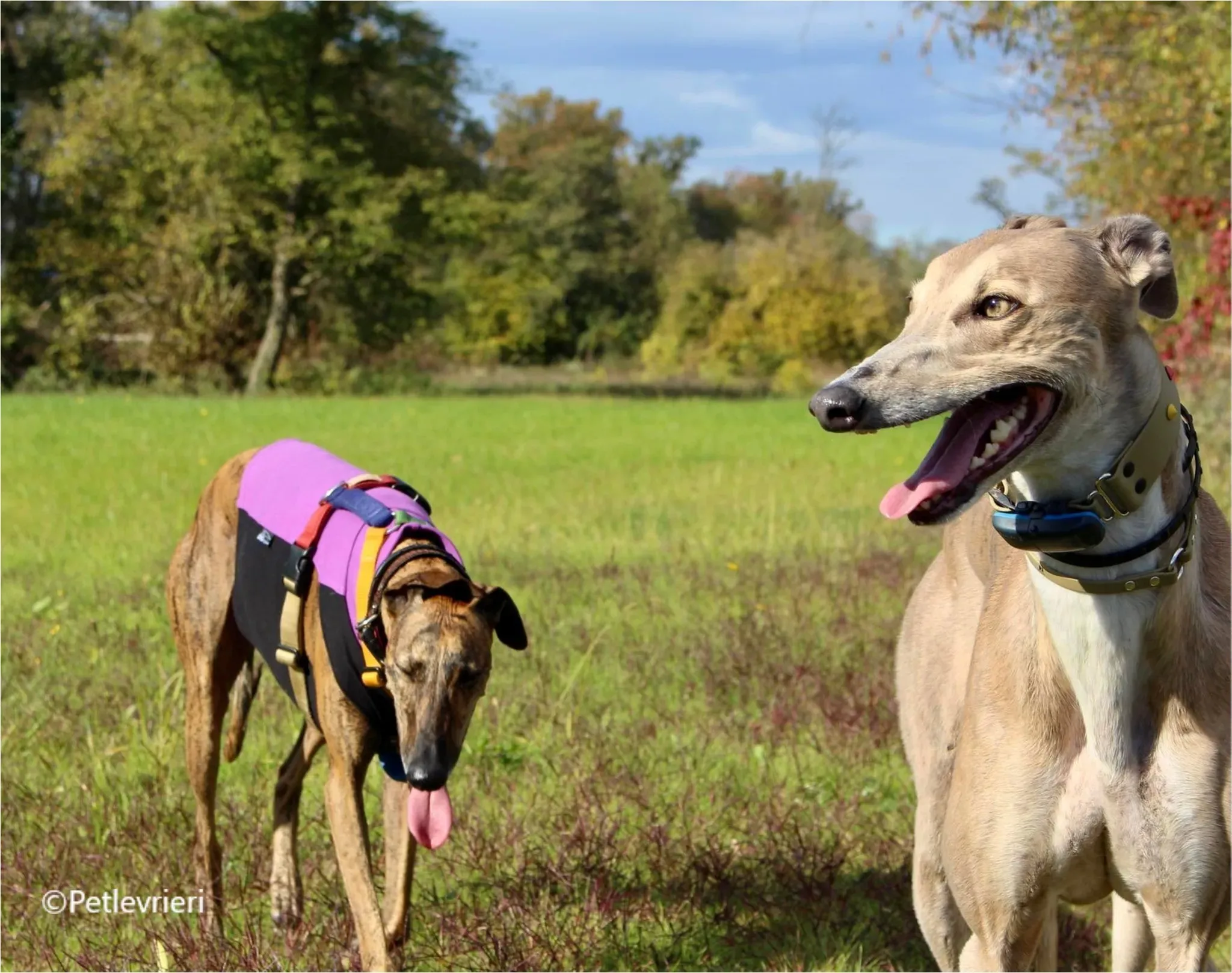 Magica greyhound pet levrieri felici casa8