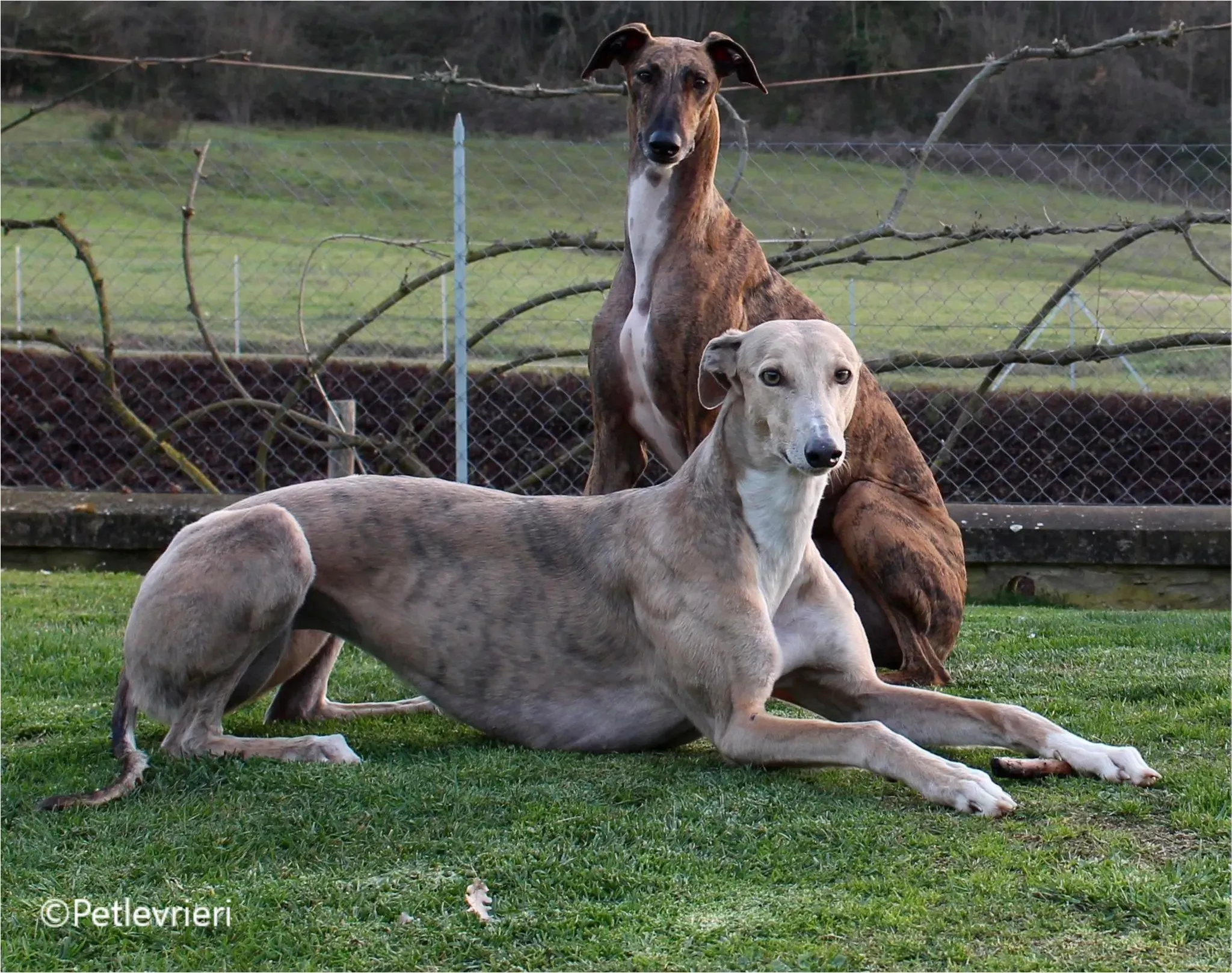 Magica greyhound pet levrieri felici casa9