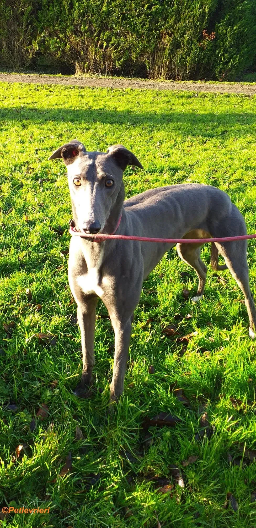 Magoo adozione levrieri greyhound 1