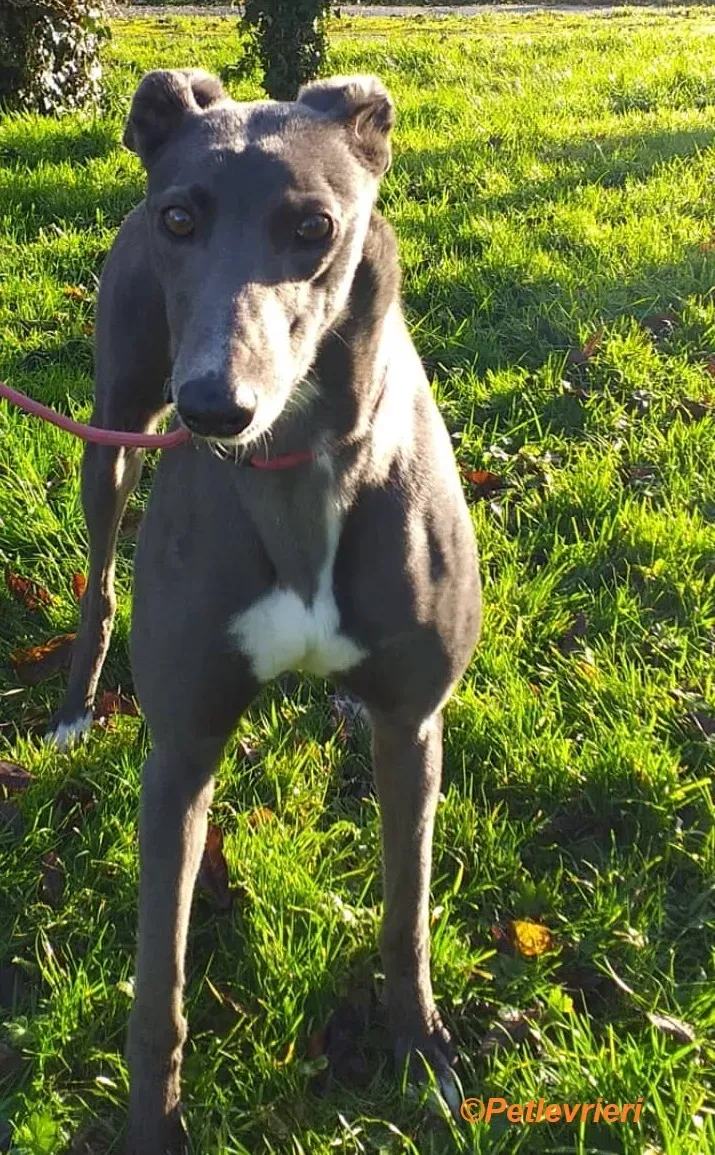 Magoo adozione levrieri greyhound 2 1