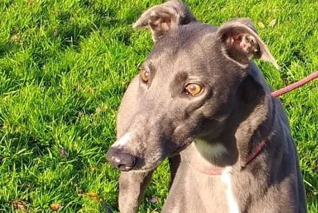 Magoo adozione levrieri greyhound 3 e1575471403351