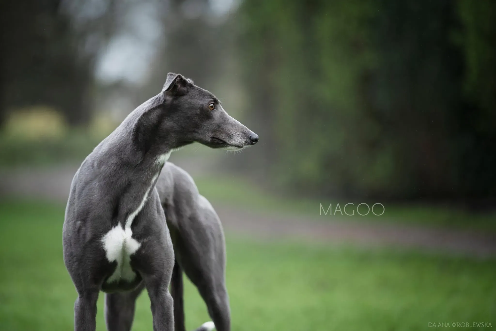 Magoo adozione levrieri greyhound 4