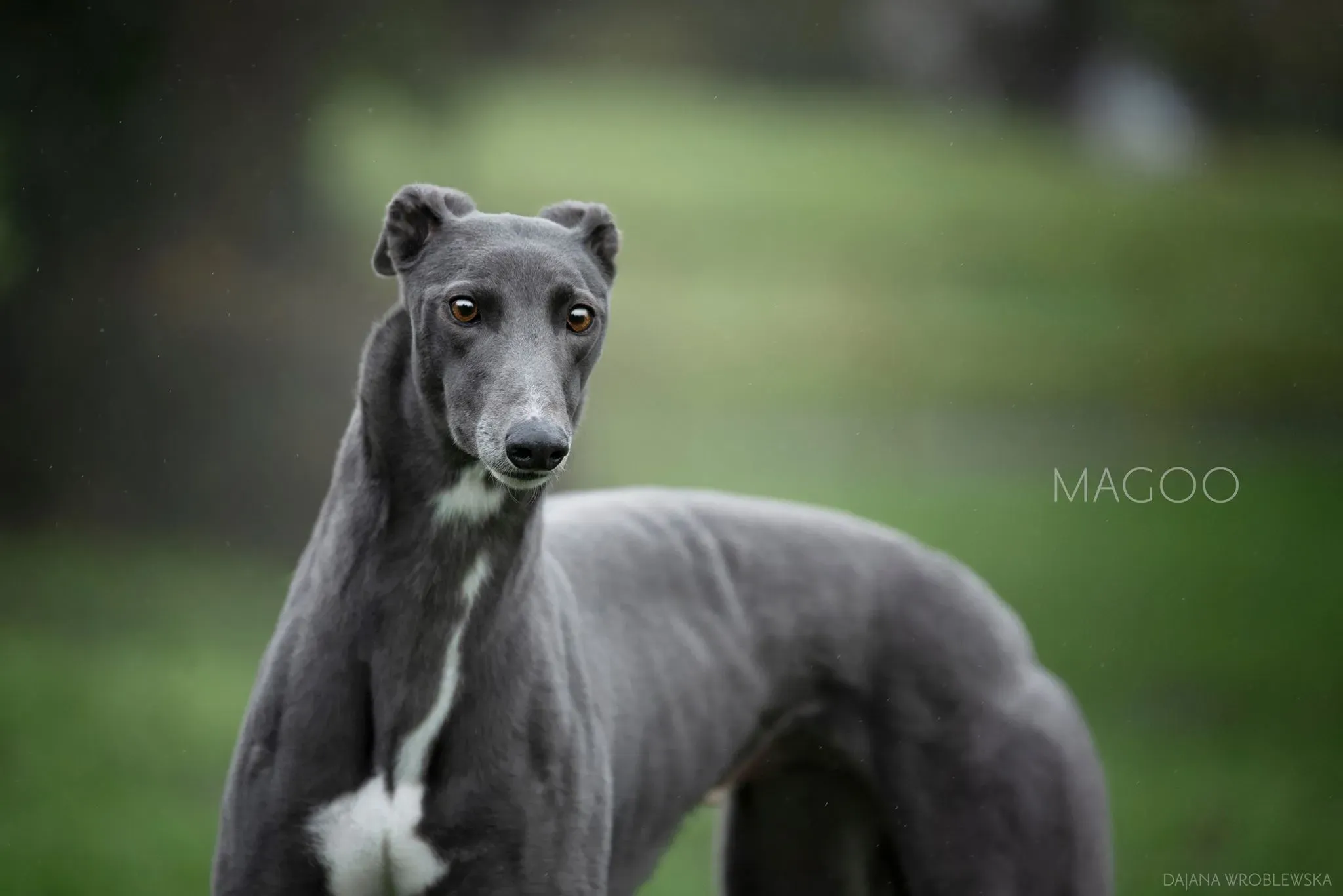 Magoo adozione levrieri greyhound 5