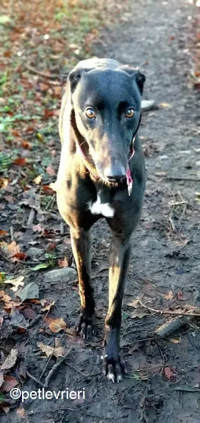 MaiBhago adozione levrieri greyhound 1