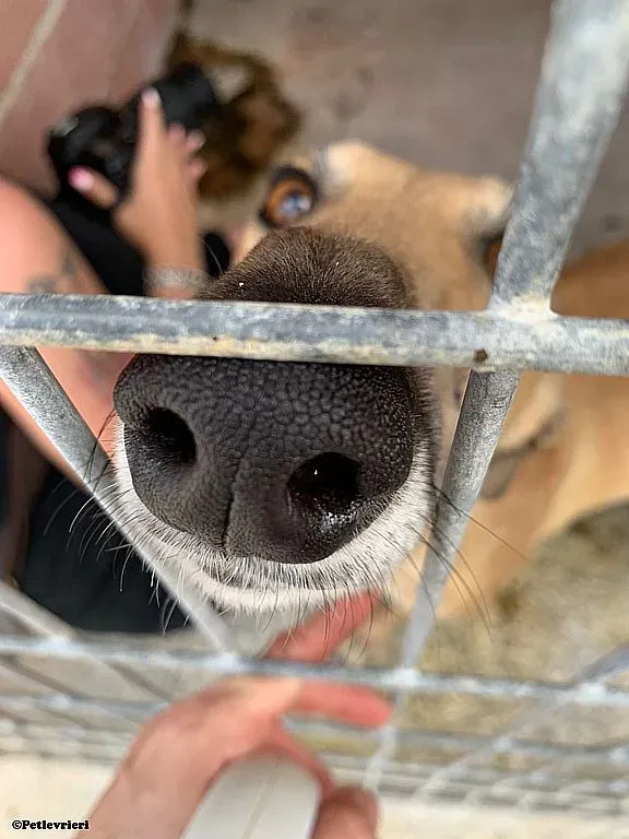 Maicy adozione levrieri galgo 01