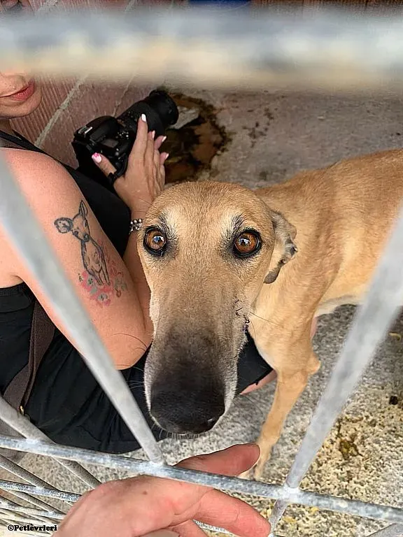 Maicy adozione levrieri galgo 02