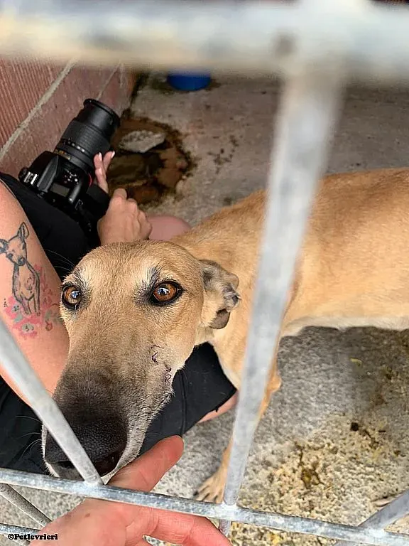 Maicy adozione levrieri galgo 03