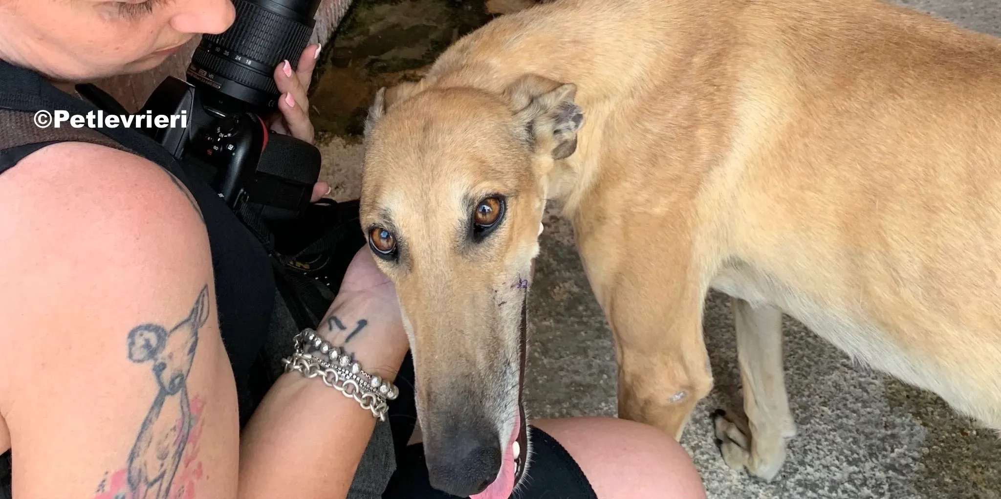 Maicy adozione levrieri galgo 04