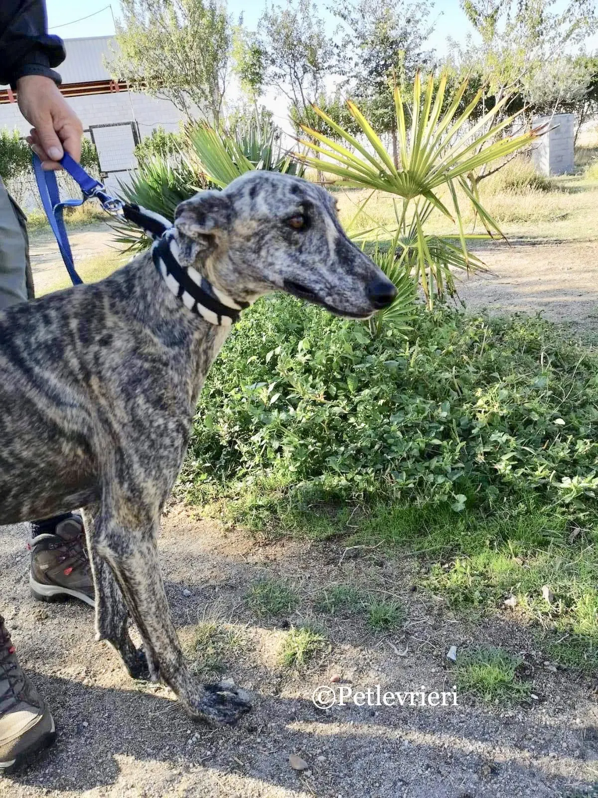 Maior adozione levrieri galgo 4