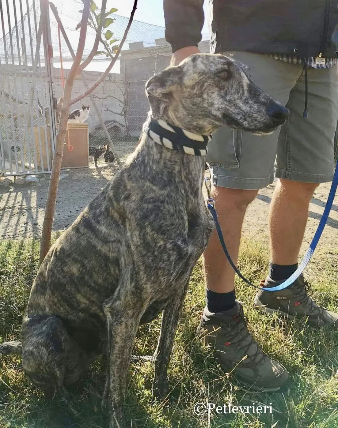Maior adozione levrieri galgo 7