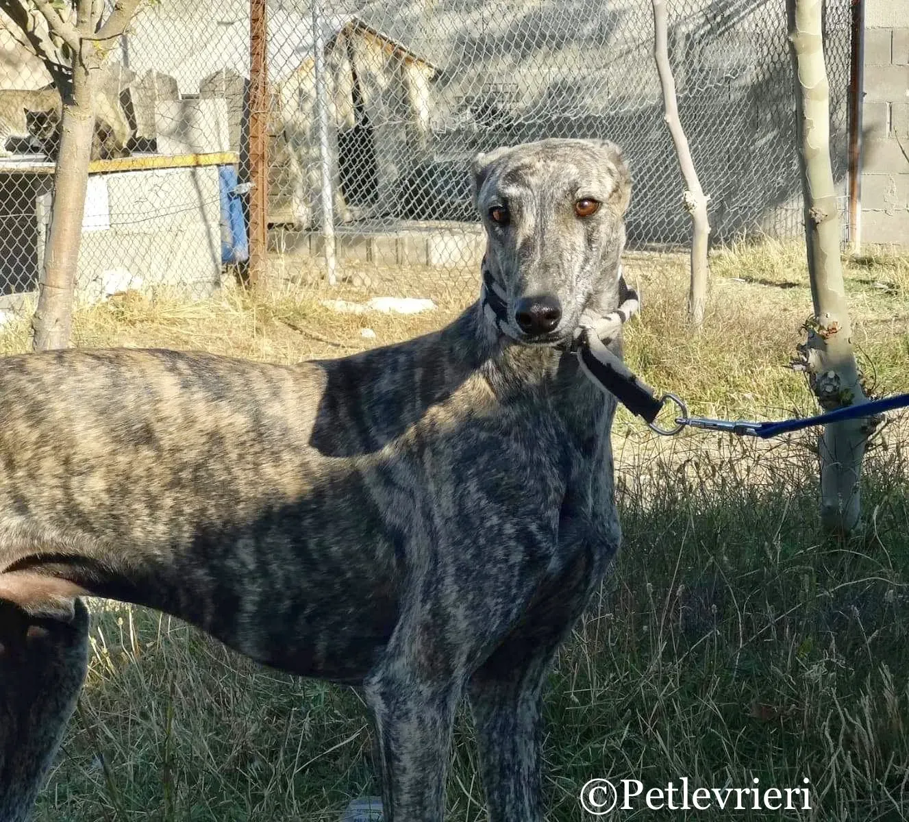 Maior adozione levrieri galgo 8