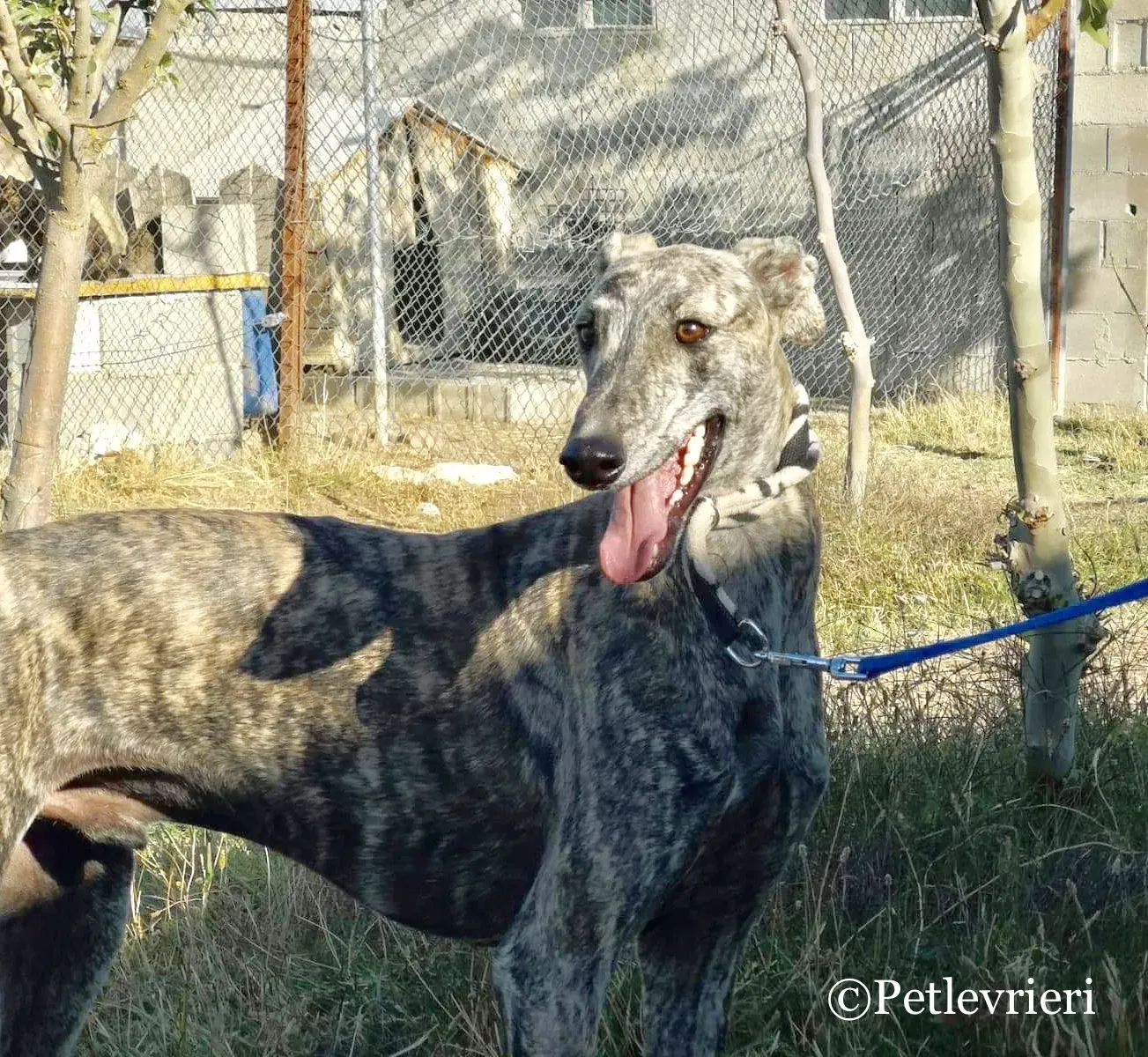 Maior adozione levrieri galgo 9