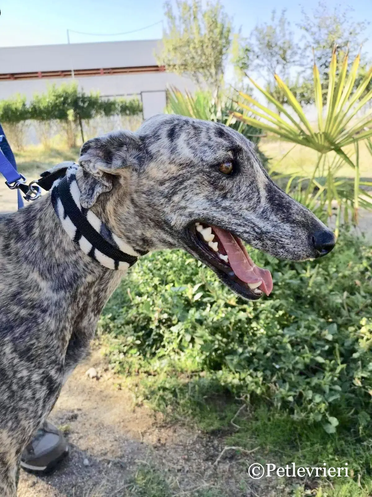 Maior adozione levrieri galgo 5