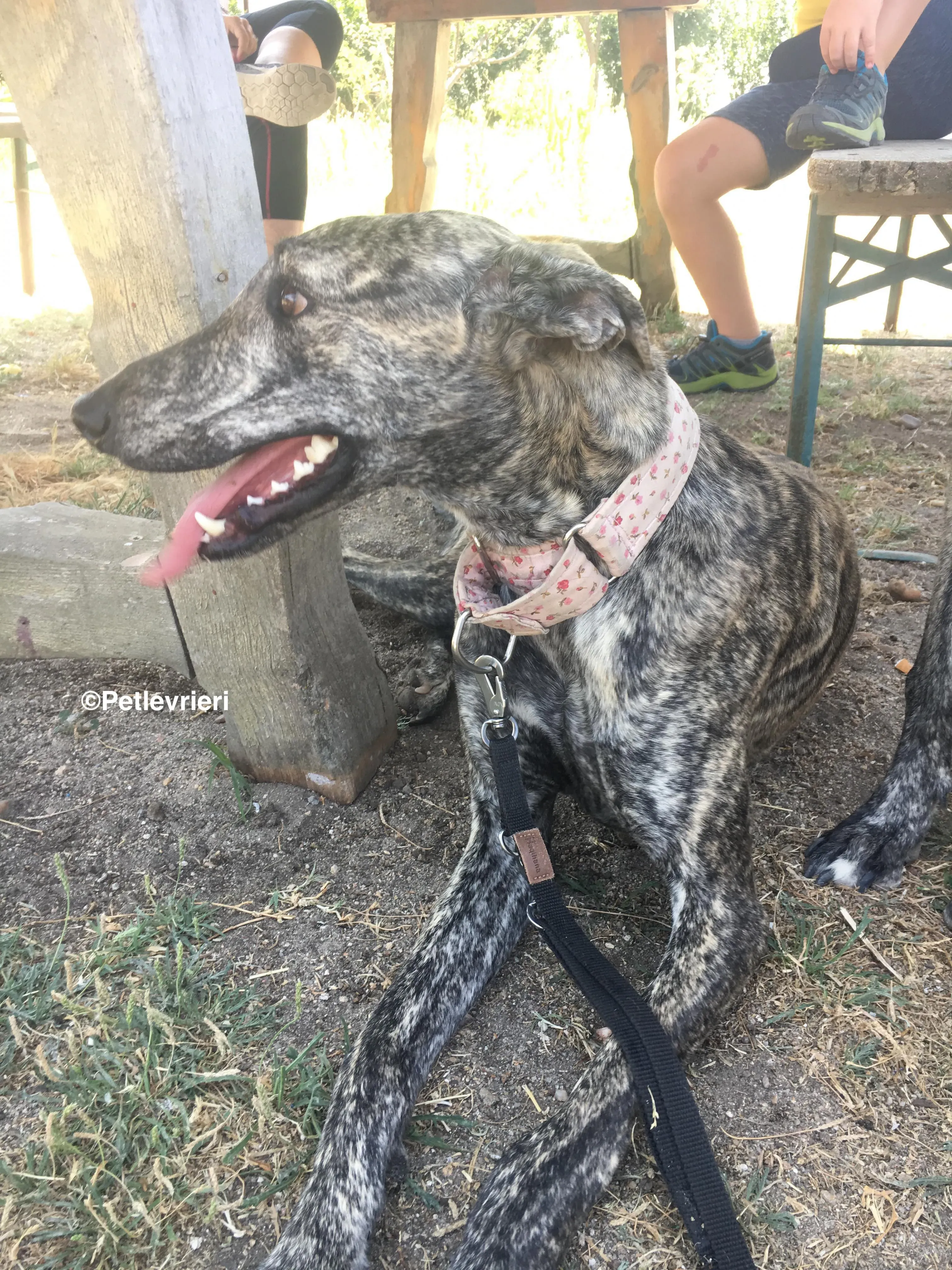 Maior adozione levrieri galgo 6