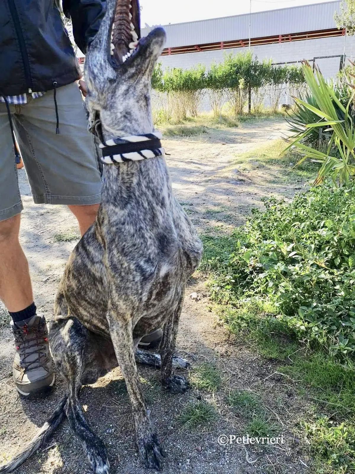 Maior adozione levrieri galgo 1